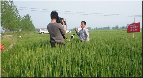 阜南小麥長勢好，安徽三農來報道