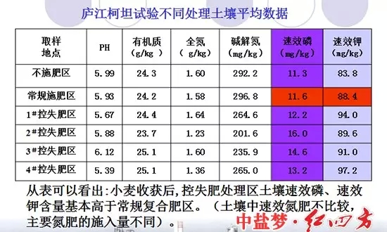 廬江柯坦實驗不同土壤處理對比圖，控失復(fù)合肥明顯高于普通肥料和不施肥區(qū)域