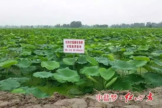 施用紅四方蓮藕專用復(fù)合肥料要注意哪些呢？