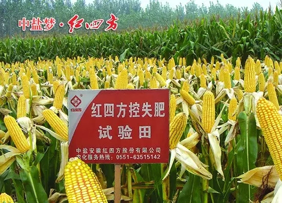 紅四方控失肥在玉米的高產(chǎn)栽培中很給力，肥效時間長，利用率高，玉米后期不脫肥，產(chǎn)量高！.