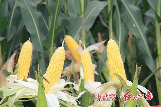 在河南浚縣，紅四方農(nóng)化服務小分隊走進施用紅四方緩釋肥的田地里，這里的玉米棒子大，不凸尖。