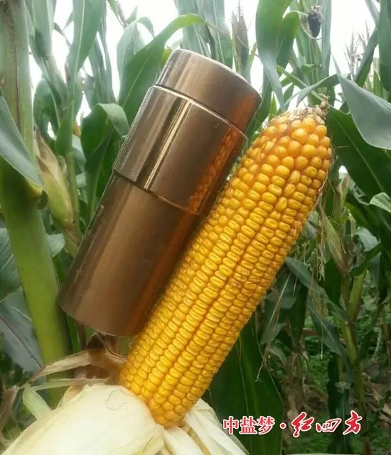 瞧，這玉米棒子，比我的茶杯還大，大家都夸“紅四方”是好肥料，大品牌質(zhì)量有保證，用得放心更省心。