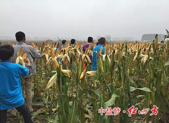 在河南漯河新店鎮(zhèn)，約40名網(wǎng)點商與種田大戶現(xiàn)場觀摩施用紅四方40%（28-6-6）添加腐植酸控失肥的玉米，發(fā)現(xiàn)桿徑粗壯、籽粒飽滿、根系發(fā)達，良好的肥效獲得一致好評
