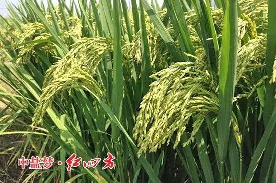 株洲攸縣經(jīng)銷商蘇海玉發(fā)來的施用紅四方肥料的水稻圖片，沉甸甸的稻穗惹人喜愛。