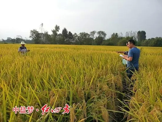 懷寧縣種植業(yè)管理局副局長，黃墩農(nóng)技站站長與紅四方農(nóng)化銷售員一起查看紅四方緩釋肥示范田，豎起拇指夸“好肥料，好莊稼”！