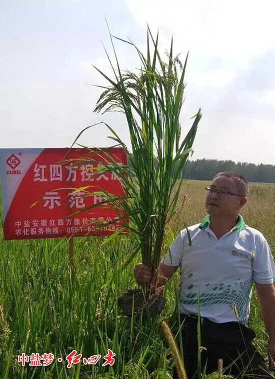 安徽肥東白龍經(jīng)銷商戴本沖站在紅四方控失肥的示范田里，舉起手中的水稻，瞧，這水稻長勢真不錯，控失肥的效果杠杠滴！