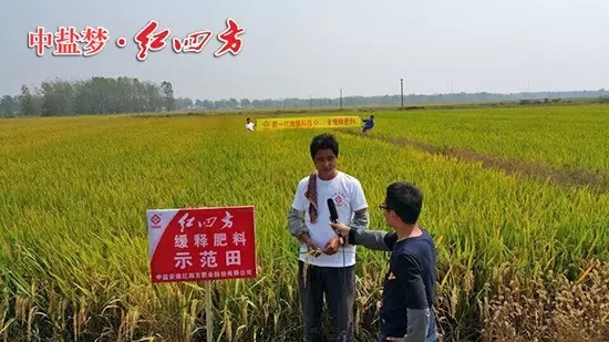 安徽長豐縣水稻綜合實驗示范區(qū)，農(nóng)戶正在接受電臺采訪：“紅四方緩釋肥用在水稻上增產(chǎn)效果非常明顯！”