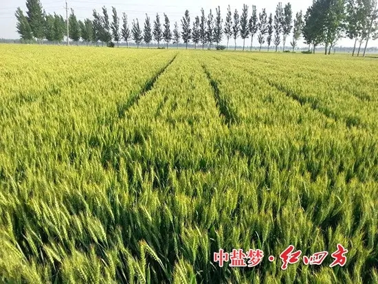 2015年5月，河南業(yè)務員潘俊發(fā)來的圖片，施用紅四方肥料的小麥穗大，粒飽，產(chǎn)量高！