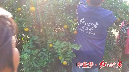 今年桔子大豐收，產量翻番，鄉親們都來嘗嘗