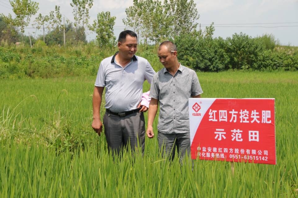 安徽三元鎮(zhèn)紅四方水稻控失肥現(xiàn)場