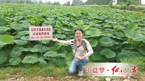 各位，這就是我們的2000蓮藕復(fù)合肥示范基地