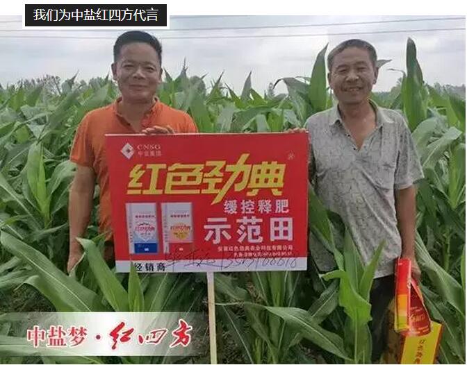 玉米施用紅色勁典緩釋肥，長勢好