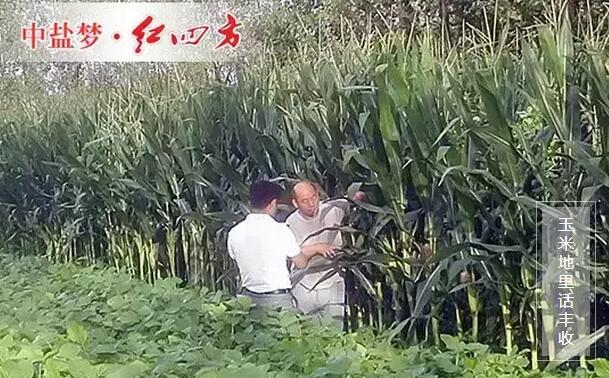 玉米即將豐收，長勢好。