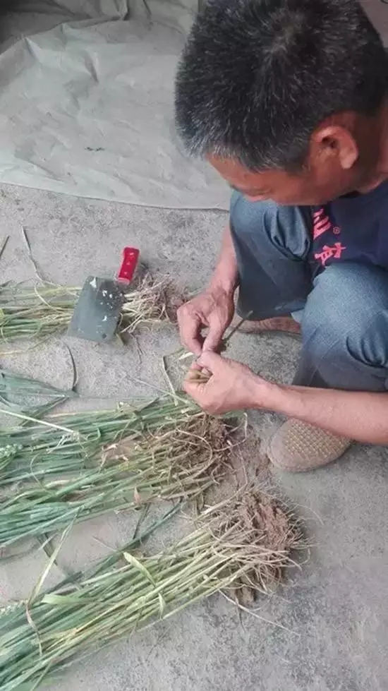 劉經理在做小麥秸稈橫截面的切圖。