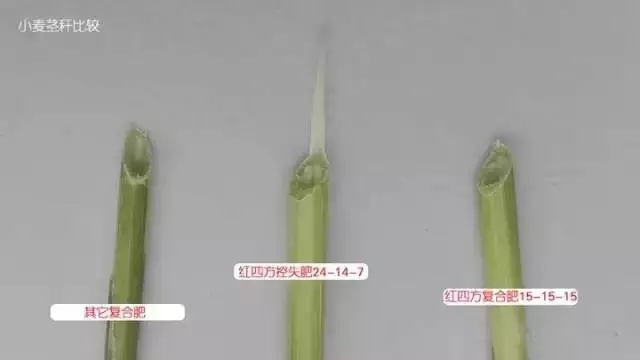 小麥莖稈比較，施用紅四方控失肥的秸稈壁厚粗壯。