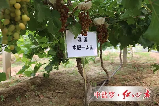 使用紅四方養地水溶肥效果：根莖粗壯，葉片濃綠，葉片厚，葡萄顆粒大，病蟲害少，提前15天上市。