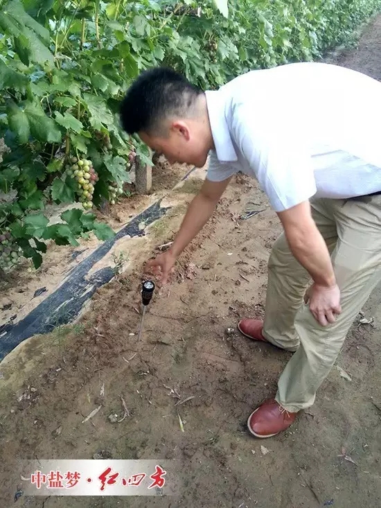這片地的酸度平均在6.8，是種植紅提最好的土壤酸堿度范圍，說明紅四方水溶肥在充分發揮肥料供應的同時，已經改善了果園的土壤結構與酸堿度。