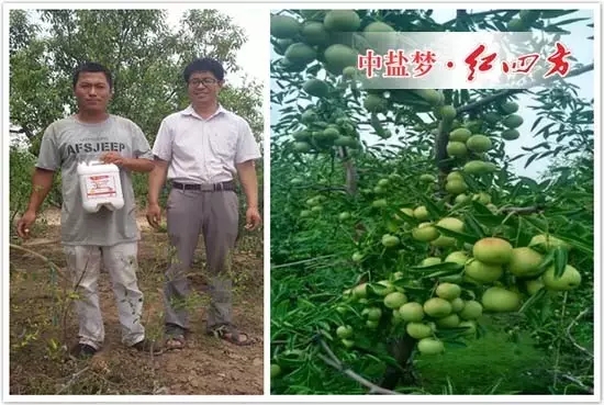 紅四方復(fù)合肥和水溶肥來到河北省黃驊市已有些年頭了