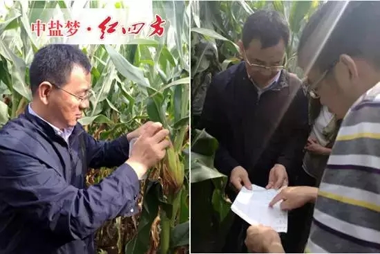 紅四方副總經理陳勇（左一）查看玉米長勢。