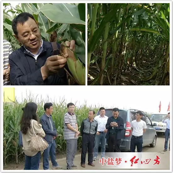 紅四方控失肥繼續發揮著控制養分流失，同時讓肥料利用率提高的特點，安徽農資網記者和大家一起走進田間，觀摩玉米長勢。