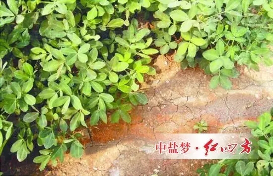 長期單獨施用氯化銨、氯化鉀、含氯復合肥等生理酸性肥料，一方面會引起土壤變酸，使土壤有益微生物活動受影響