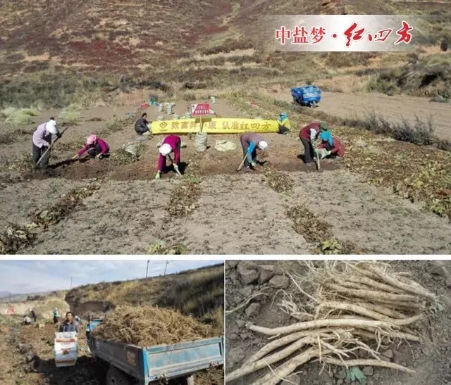 霜降季節過后，岷縣的當歸采挖就全面展開了…….