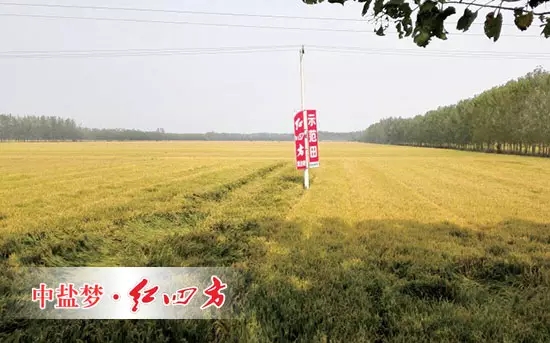 6月26日，在山東青州何官鎮(zhèn)水渠村山藥種植區(qū)，山藥長(zhǎng)勢(shì)證明了紅四方增效控失肥的肥效。