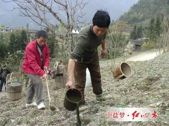 白術種植過程中下地施肥