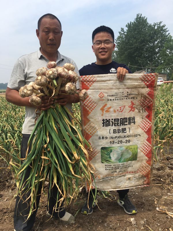 種大蒜用什么肥好？大蒜專用摻混肥52%（12-20-20）