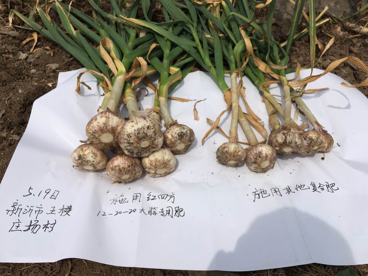 種大蒜用什么肥好？大蒜專用摻混肥52%（12-20-20）